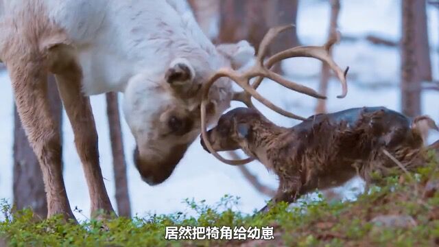 驯鹿也是第一次当妈妈居然把犄角给孩子喝奶