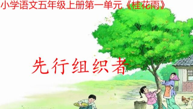 3.《桂花雨》先行组织者