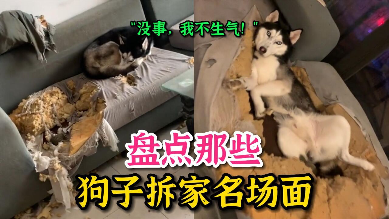盘点那些狗子拆家名场面,哈士奇拆家小分队,意外让你防不胜防!_高清1080P在线观看平台_腾讯视频