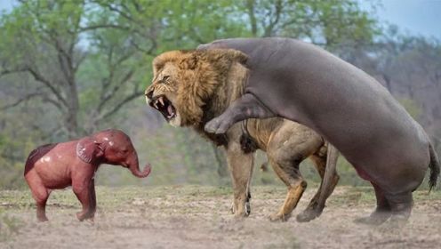 河马咀嚼狮子头拯救河马宝宝-大象妈妈保护宝宝免受狮子猎杀！