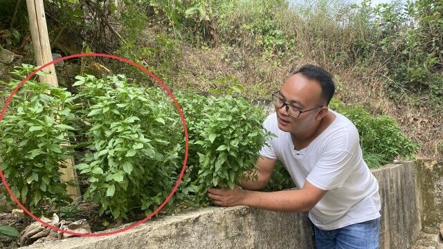 江西赣州全南家家户户都会种的蔬菜,市场1斤卖到35元,你吃过吗?