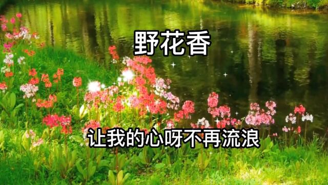 音乐分享#全网都在的歌曲