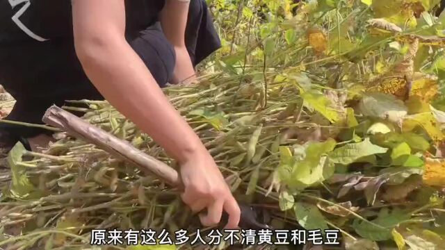 毛豆和黄豆怎么区分?农村传统腌豆米做法,香辣下饭手把手教会你