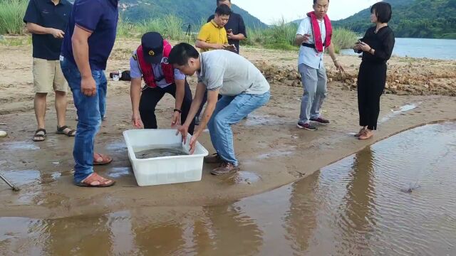 稀奇!潮汕再现“水中大熊猫”