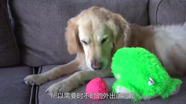 为啥说女不养狗男不养猫?这两个原因很关键,看完涨知识了!