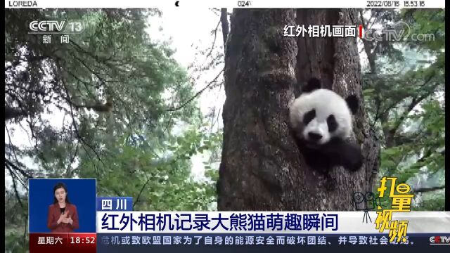 树洞里欣赏风景!红外相机记录大熊猫萌趣瞬间