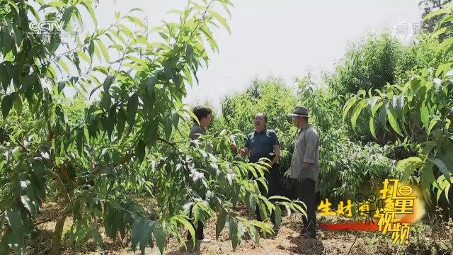 杨鑫对果园基地实施的管理卓有成效,得到了父亲的认可