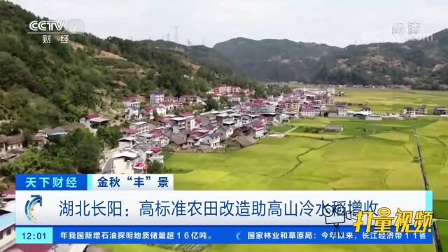 湖北长阳:高标准农田改造助高山冷水稻增收