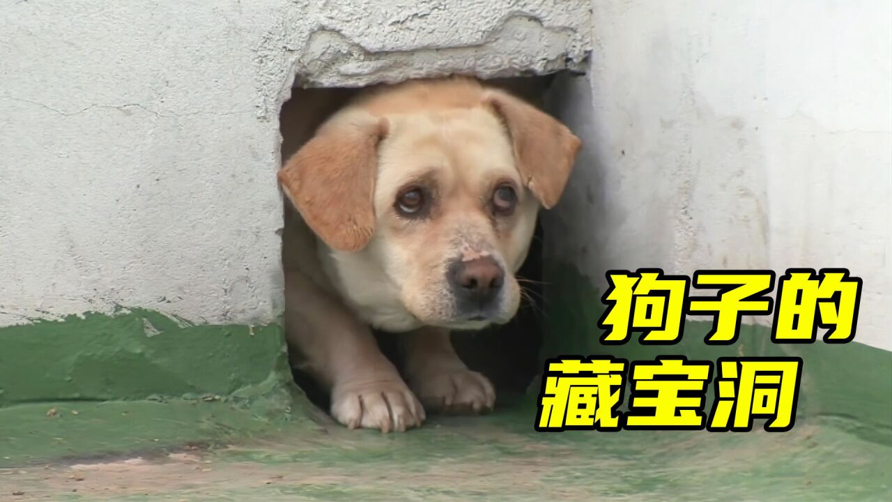 狗狗躲在洞里不出来，本以为它藏了宝贝，结果从里面掏出一窝小奶狗_高清1080P在线观看平台_腾讯视频