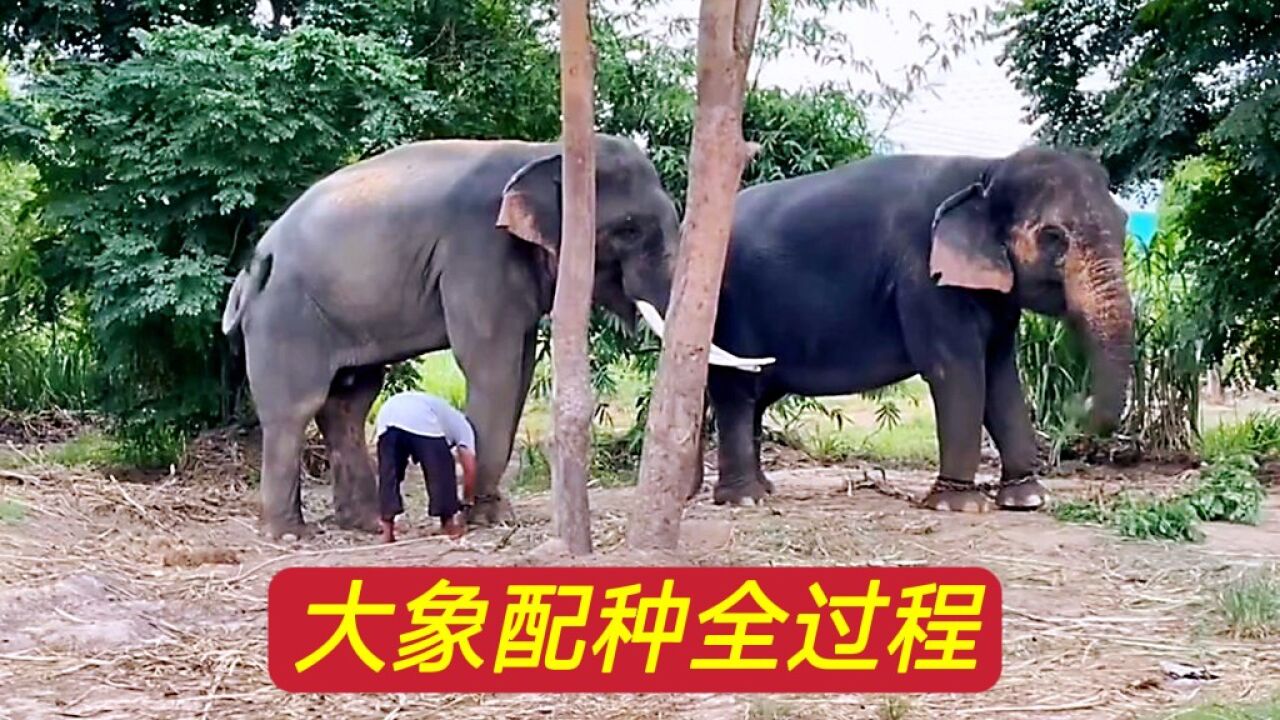 实拍，大象配种全过程_高清