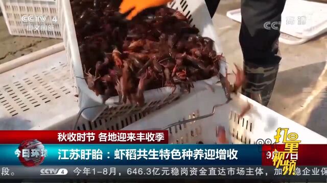 江苏盱眙:虾稻共生特色种养迎增收