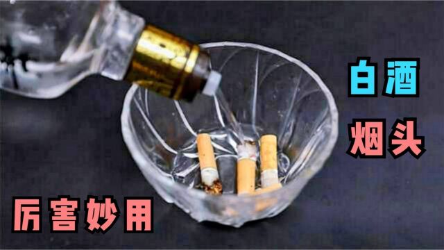 把烟头放白酒里,用途真是厉害,解决家家困扰烦心事,省钱好用