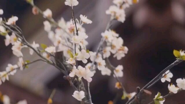 《桃花庵》运河苏州段古城概念餐饮空间设计