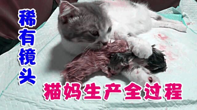 猫妈妈生产小猫全过程,神奇又温暖,网友们纷纷大呼:太伟大了!