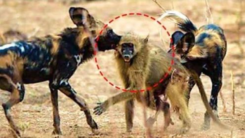 野狗饿死时，不知怜悯！！非洲野狗杀死狒狒令人难以置信！