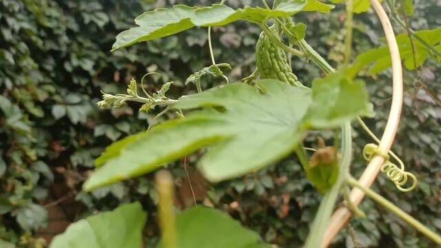 站在老屋的院内,屋顶上的瓦老得有些松动,昏暗的角落里,躺着满是灰尘的架子车,落满尘灰的老院子正在一圈一圈地将往事回想.