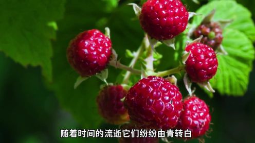 娇嫩的树莓，你知道怎么种植的吗？