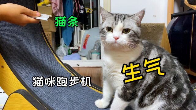 猫咪跑步机:从入门到放弃,只需要6根猫条…