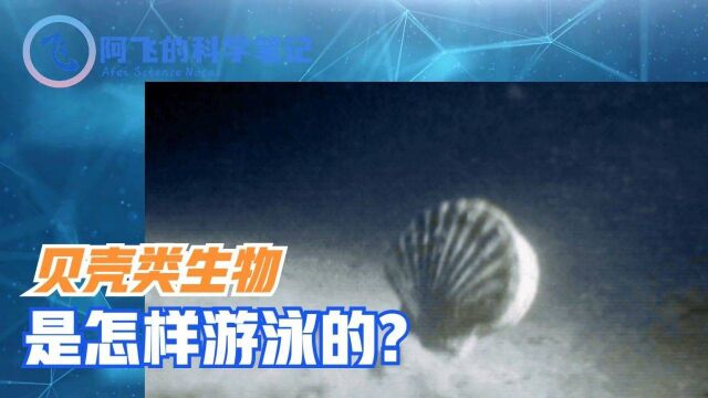 贝壳类生物是怎样游泳的?你吃的贝柱是什么