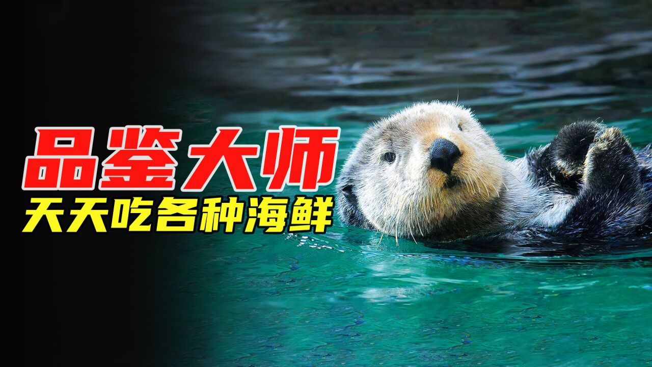 海獭堪称“海鲜品鉴大师”，吃不同海鲜，用不同工具，动物纪录片_高清1080P在线观看平台_腾讯视频
