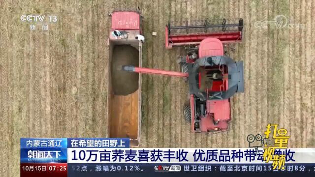 内蒙古通辽:10万亩荞麦喜获丰收,优质品种带动增收