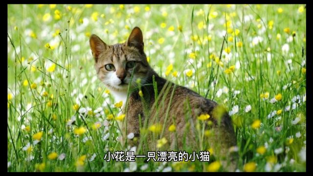 经典故事 镜子里的小花猫