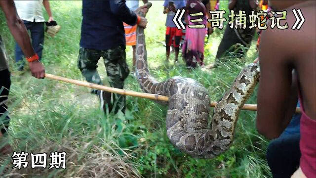 印度怪蟒吞牛,村民请来专家,专家直接看呆