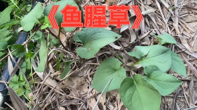 鱼腥草又叫“折耳根”,不仅能药用还是很好的保健食品