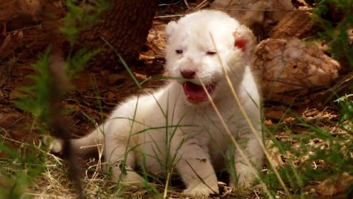 电影：被族群遗弃的白狮，一路上单挑猎豹大战鬣狗，最终逆袭成王，8分钟看完《白狮》