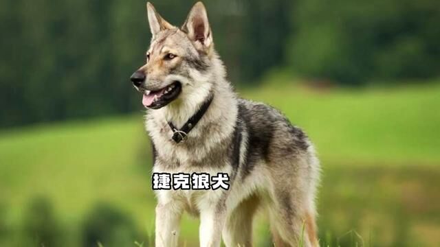 捷克狼犬真的帅,但我还是不建议城市养,太吓人了 #捷克狼犬 #工作犬 #护卫犬 #狗狗 #哈士奇