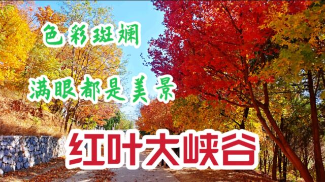 西山森林公园红叶大峡谷,最佳红叶观赏线路之一,秋叶色彩斑斓,满眼都是美景