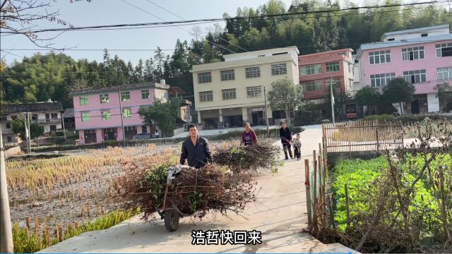 小白和婆婆上山捡柴,两个小时捡了5把,这个冬天不愁没液化气