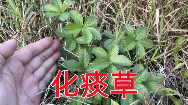 有痰再也不用愁啦!赶紧来认识一下不起的“化痰草”,你家乡有吗