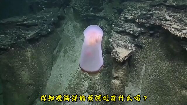 你知道海洋的最深处有什么吗?#深海生物#海底世界#海洋生物#神秘#涨知识#科普