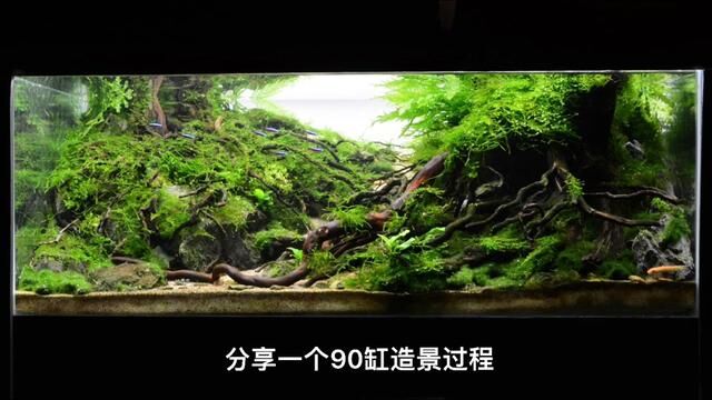 90水草缸分享#草缸造景 #玻璃缸中的大自然