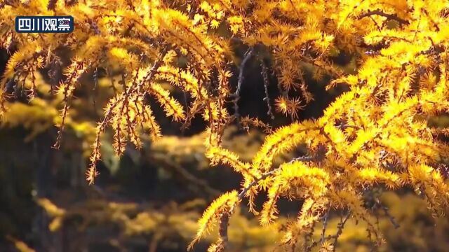 抓住秋天的尾巴 稻城亚丁尽带“黄金甲”