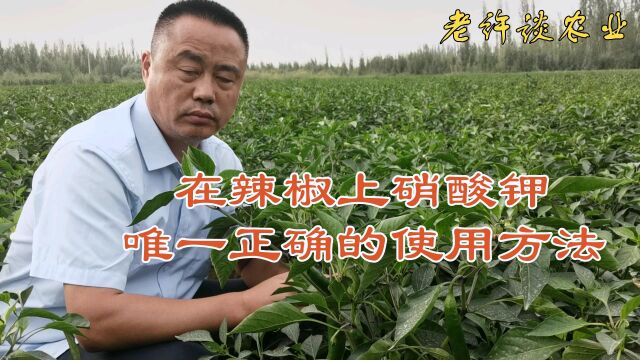 老许谈农业分享:在辣椒种植上硝酸钾你真的会用吗?