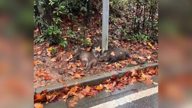 南京一高校内3头野猪蹊跷死亡,警方:法医正鉴定死因