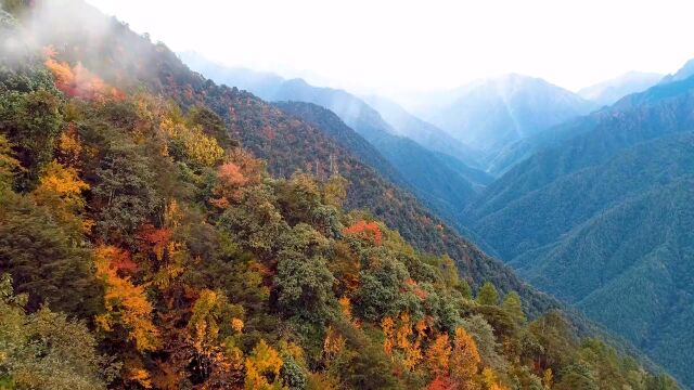 飞“阅”自然保护区|高黎贡山国家级自然保护区:世界物种基因库 人类的双面书架