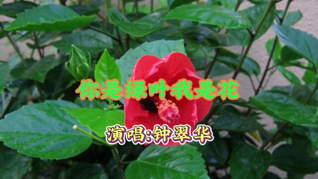 钟翠华演唱的歌曲《你是绿叶我是花》,请欣赏