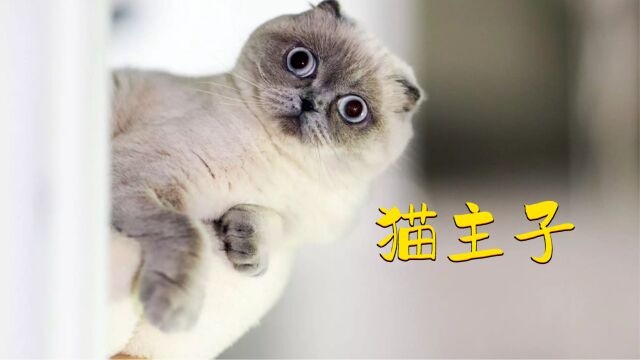 猫咪从未把主人当成人,但它依然会关心你,猫猫教集合!