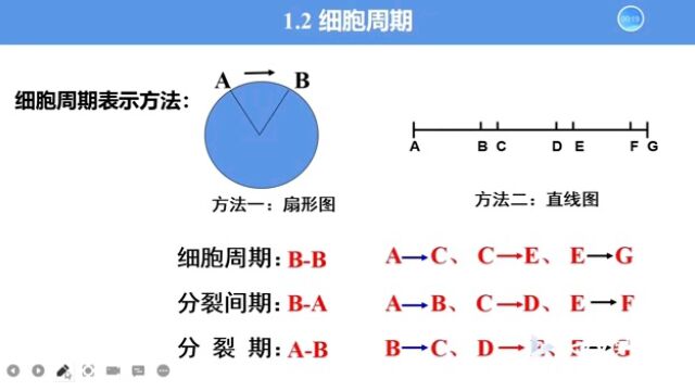 细胞周期和有丝分裂