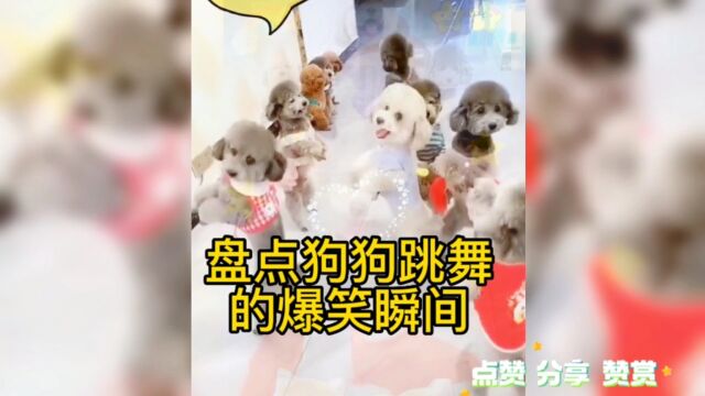 盘点狗狗跳舞的爆笑瞬间,舞技大比拼,不服来挑战