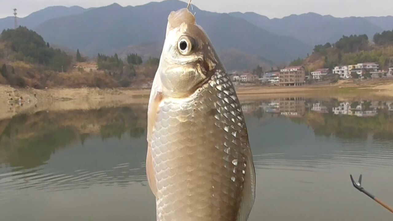水库收费50元一次，鲫鱼连竿真过瘾，这趟辛苦没白费！