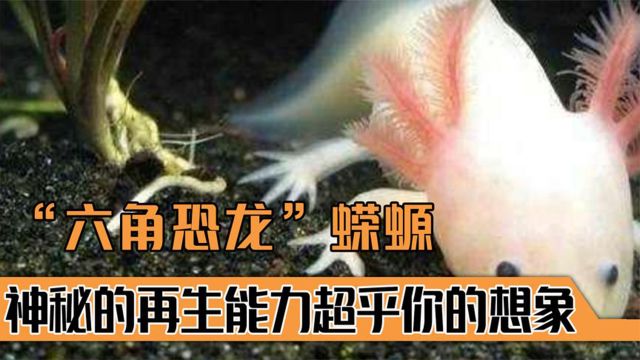 六角恐龙蝾螈,堪称地球最强生物!神秘的再生能力超乎你的想象