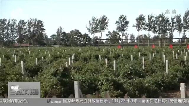 莱州:发展金银花特色种植与加工,村民、村集体实现“双增收”