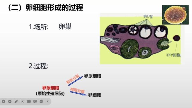 2.1(2)减数分裂和受精作用(纯知识点讲解版,优质课)