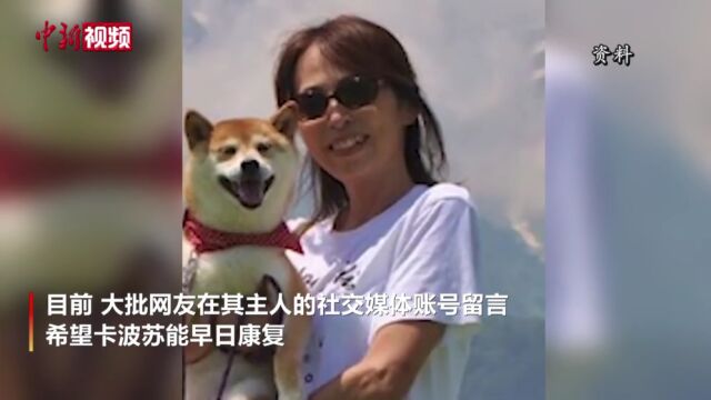 “Doge”表情包原型柴犬确诊患有白血病和肝病