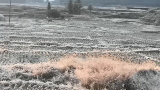 霜冻黄色预警!霞浦柏洋农田裹了一层白白的霜!