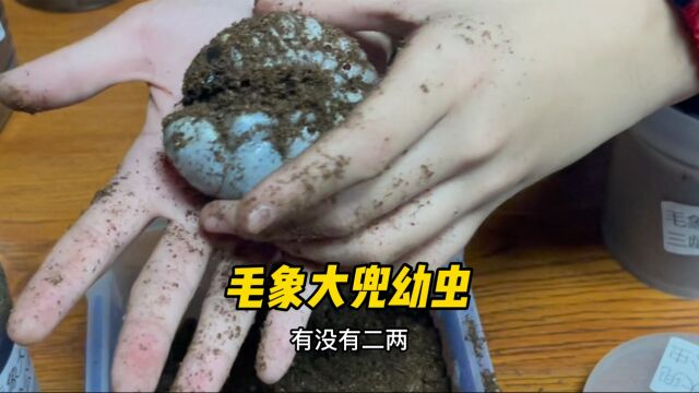 毛象大兜幼虫,好像一个小笼包!